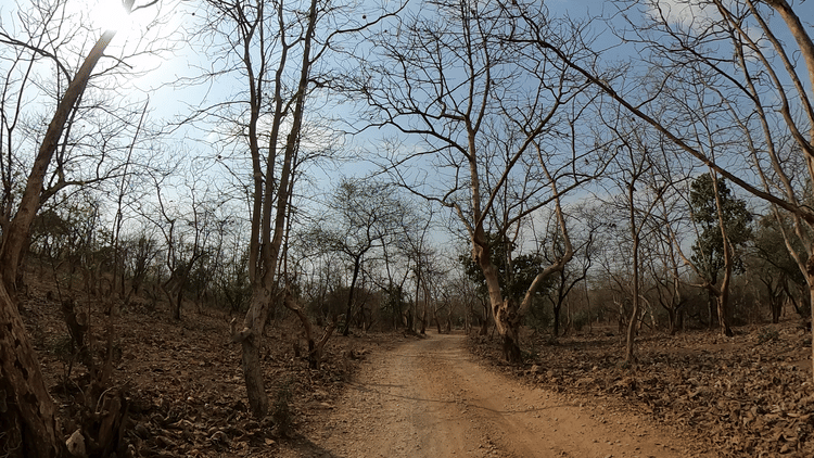  Image of a dirt path through a forest with leafless trees under a clear sky. | Amraness