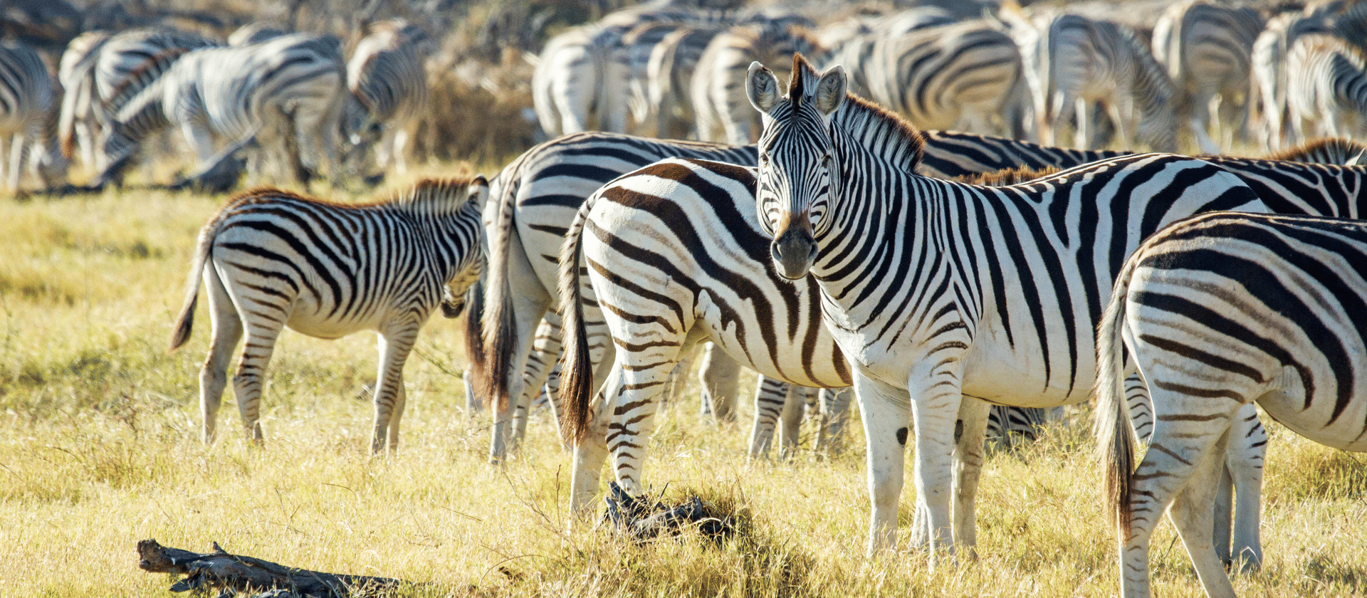 ZEBRA MIGRATION BOTETI RIVER