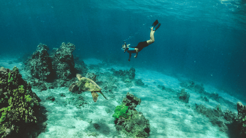 A snorkeller dives deep into clear blue water to swim alongside a large sea turtle near the seabed.