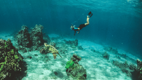 A snorkeller dives deep into clear blue water to swim alongside a large sea turtle near the seabed.
