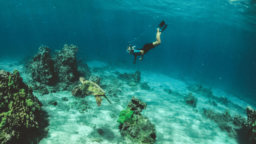 A snorkeller dives deep into clear blue water to swim alongside a large sea turtle near the seabed.