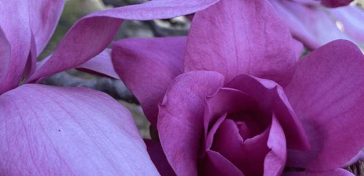 A flower with a stamen, possibly a type of orchid or similar bloom.