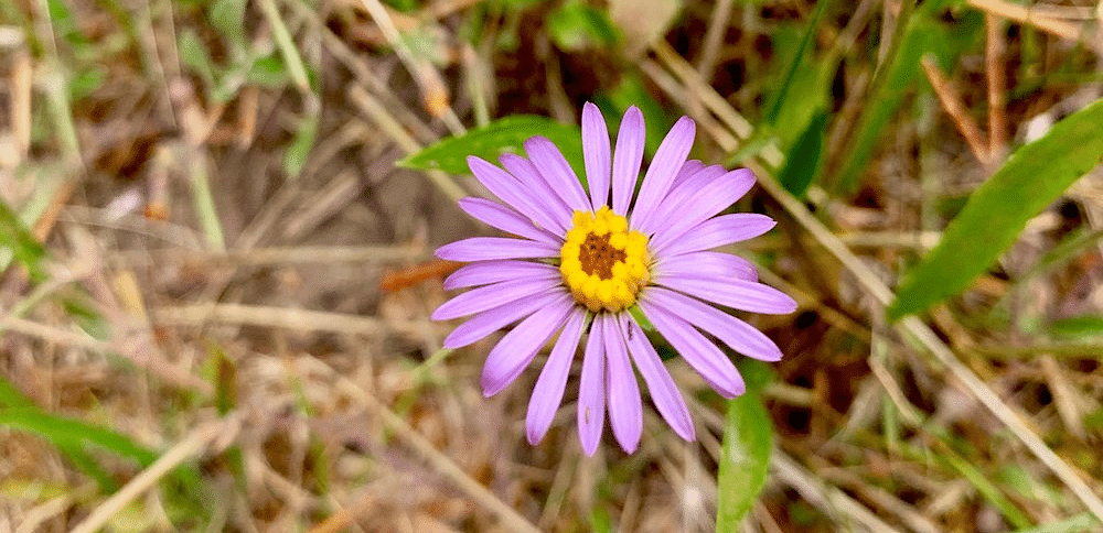 A small flower with pointed petals and a central disk grows amongst dry grasses and green vegetation.