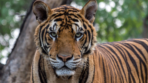 A tiger standing with lush greenery behind in a natural setting.
