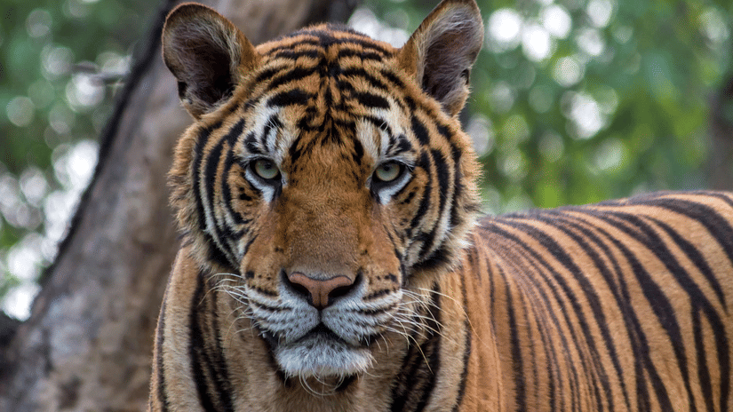 A tiger standing with lush greenery behind in a natural setting.