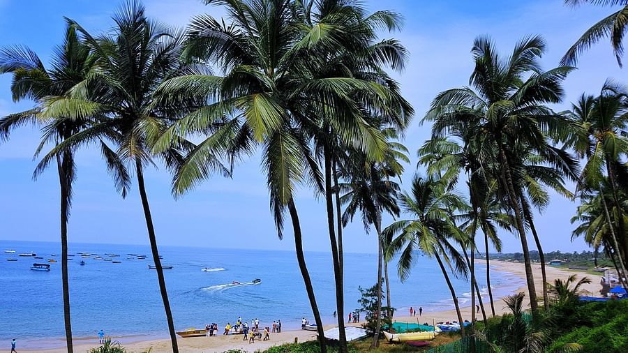 The tall palm trees at the Beaches in Goa- Mandrem 