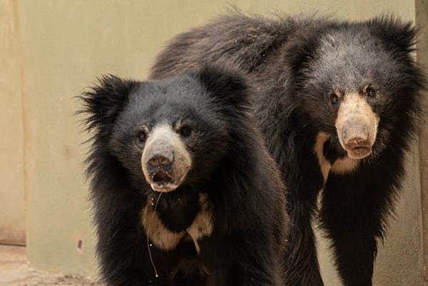 free-photo-of-pair-of-sloth-bears-in-captivity