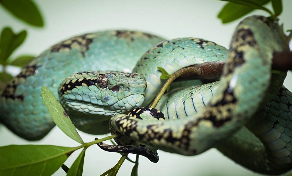 Malabar PitViperCyanMorph evolveback 2