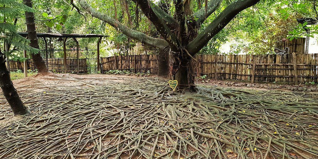 image of the old ficus tree with ariel roots spread acroos the ground