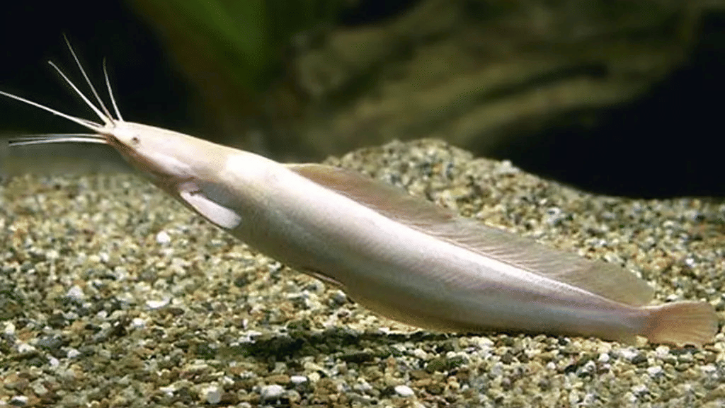 An elongated catfish with long whiskers and a slender body resting on a gravelly aquarium floor.