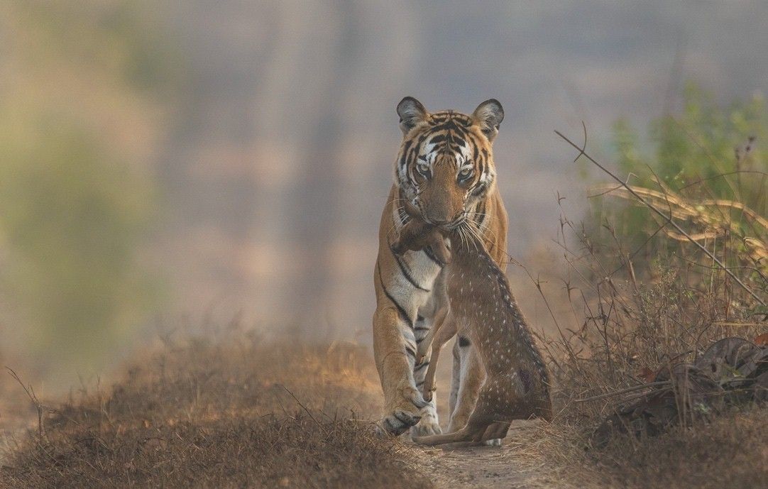 Tiger with a fresh kill, carrying a spotted deer.