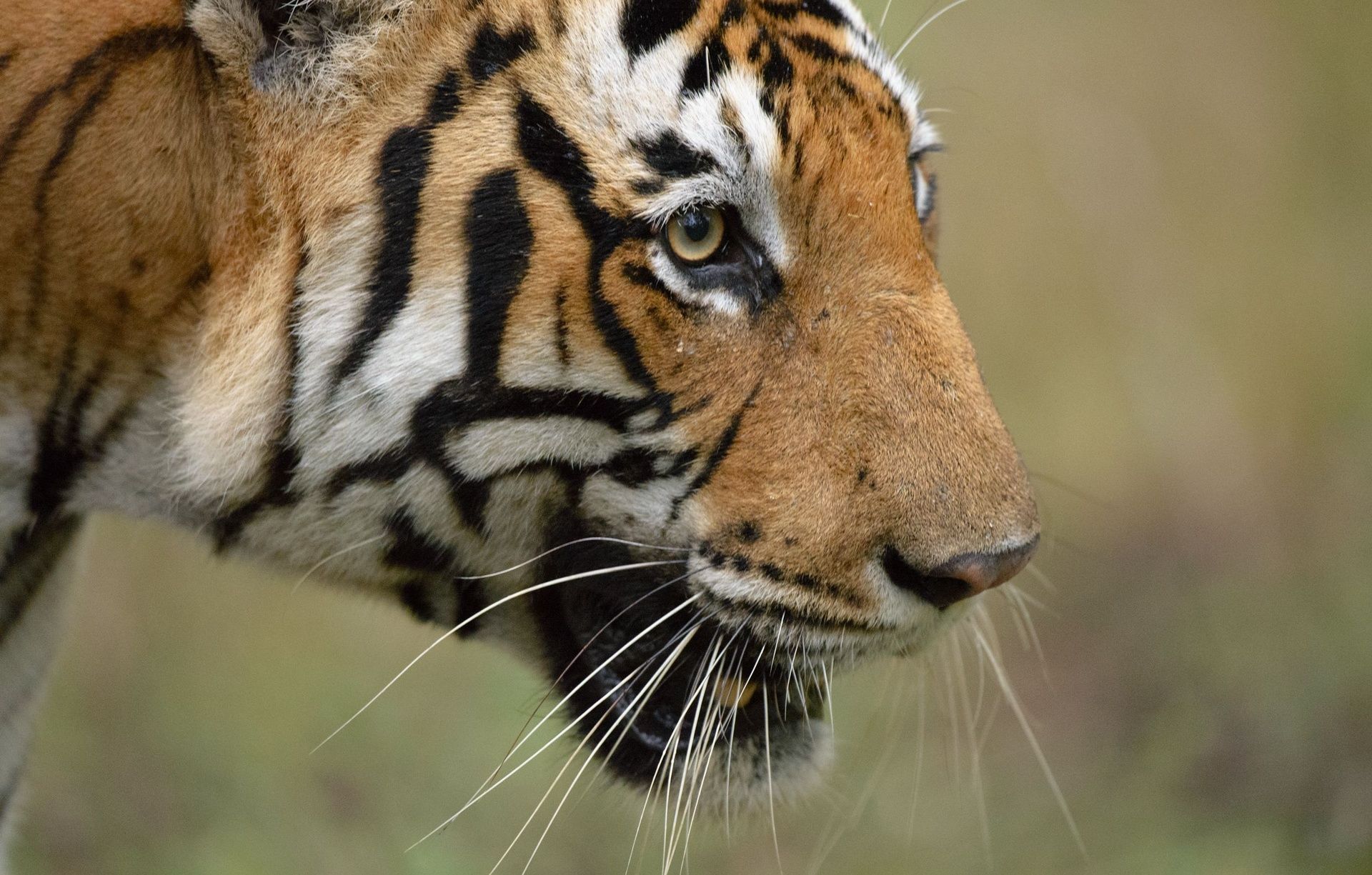 Bengal tiger's head with distinctive stripes and whiskers.