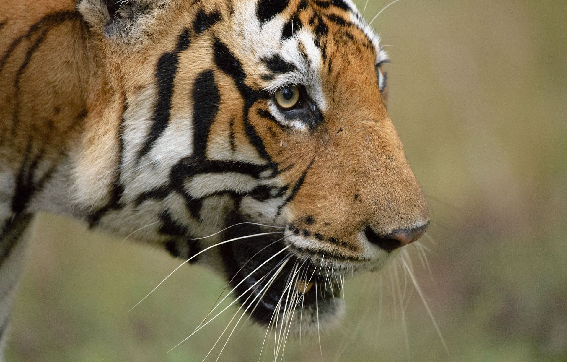 male tiger kabini © santosh saligram