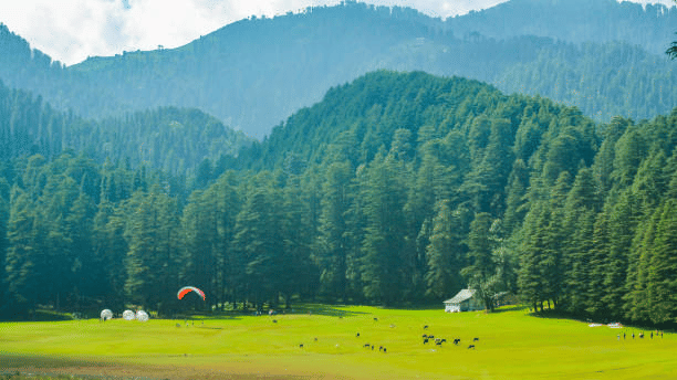 A wide grassy meadow surrounded by dense pine forests and distant hills, featuring people enjoying paragliding.