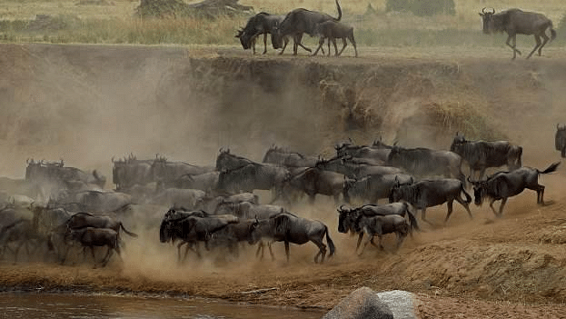 Wildebeest Herd
