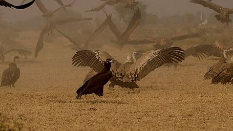 A picture featuring a few  vultures on a sandy area, captured in day time