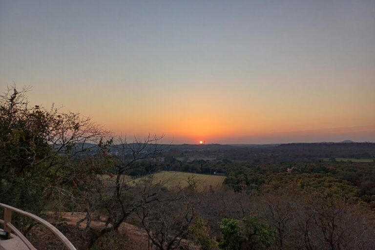A view of the sunset in the horizon with dry plants and bushes in the foreground.