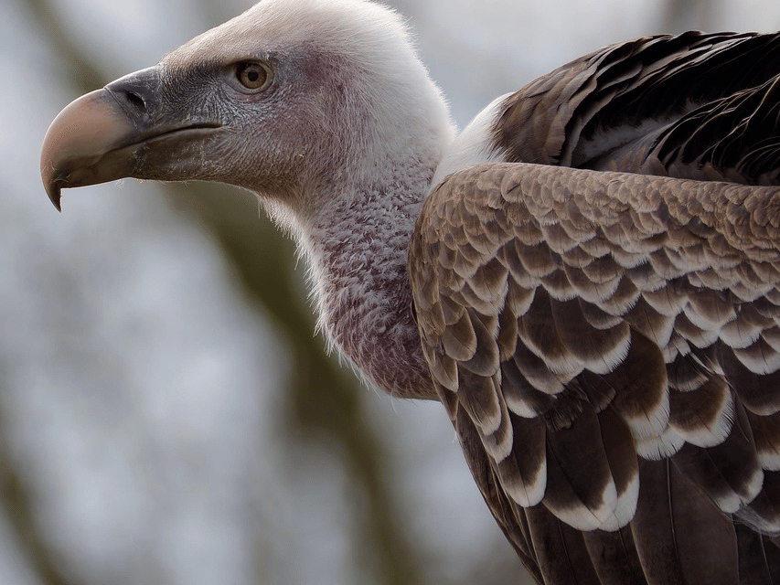 A close-up, shallow depth of field shot of the head and upper body of a Griffon Vulture, showing its pinkish-red head and neck and brown and white plumage.