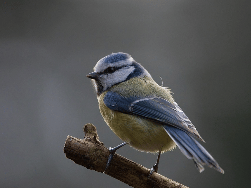 A close-up of a small European Blue Tit perched on a branch, its blue, yellow, and white feathers clearly visible against a blurred, dark background.