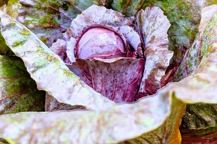 alt-text cabbage