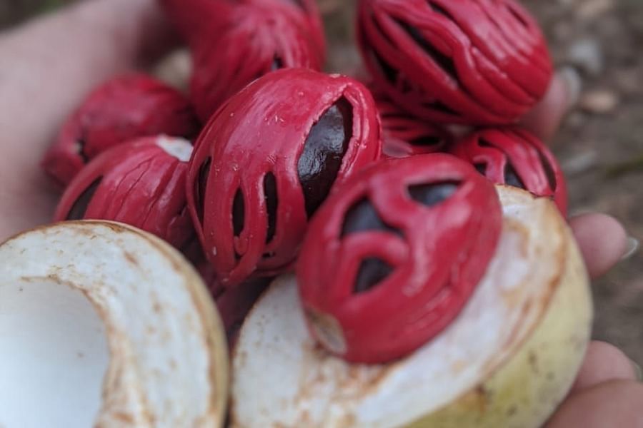 alt-text nutmeg