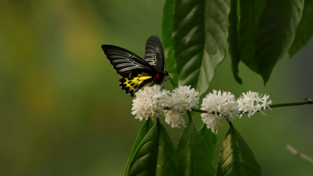 Southern Birdwing