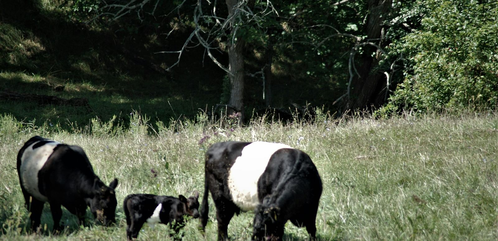 Cows grazing in a grassy field with trees in the background.