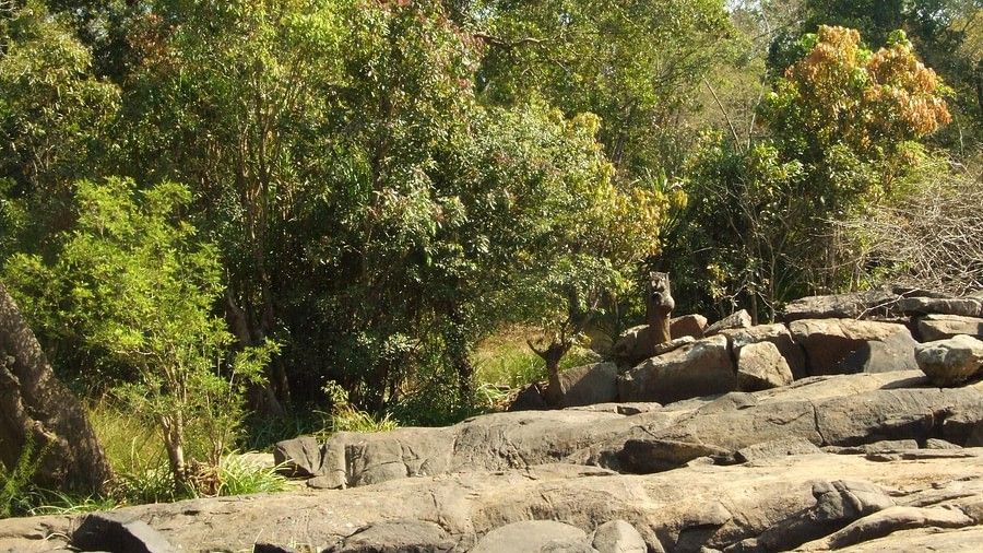 Animals in Coorg, Amanvana Resort And Spa, Coorg Resort