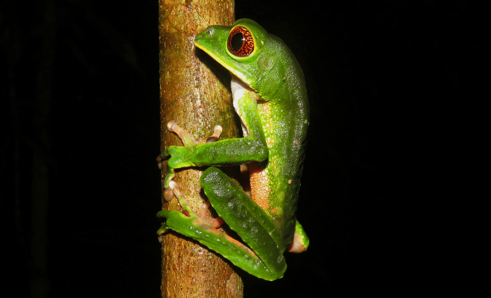 A red-eyed tree frog with vibrant green skin clings to a brown branch against a dark background.