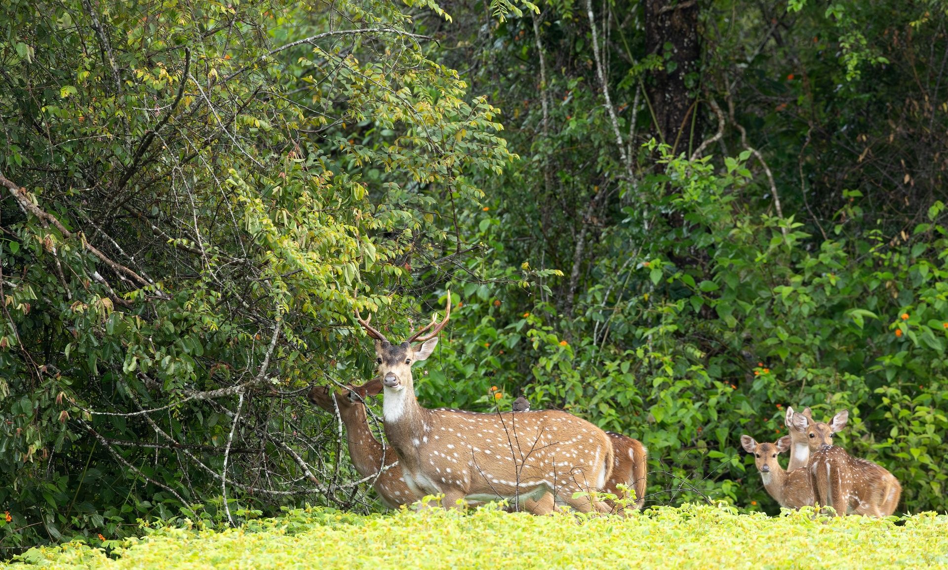 Spotted deer with antlers in a lush green forest.