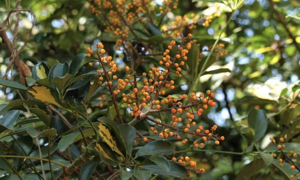 Dwarf umbrella tree with green leaves and orange berries.