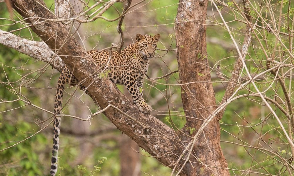 Leopard perched in a tree with dappled sunlight.