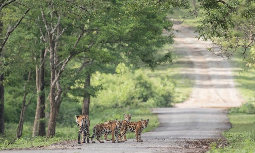 Tigers on a forest road in a national park.