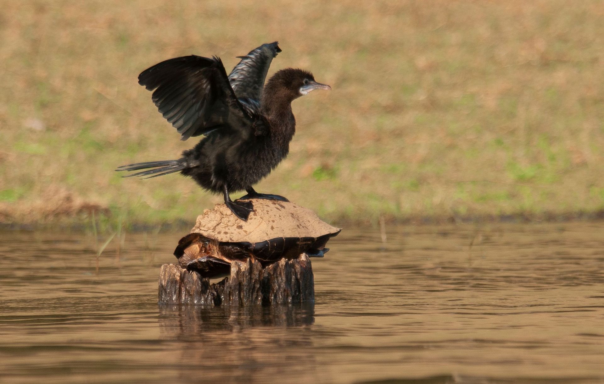 Little Cormorant on a tree stump in water.