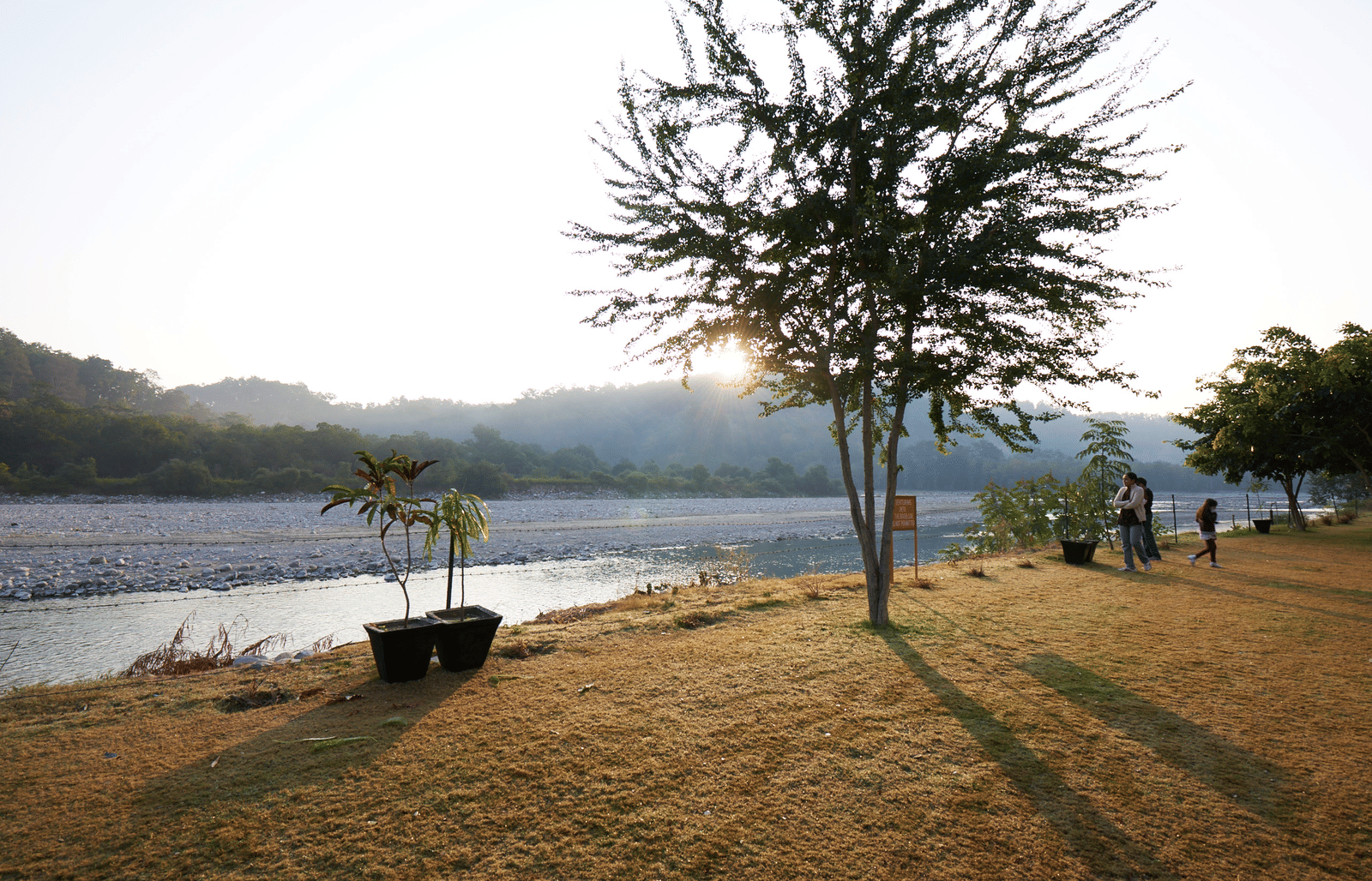 A lone tree casting a long shadow on a grassy riverbank near a wide, slow-moving river with hills in the background.