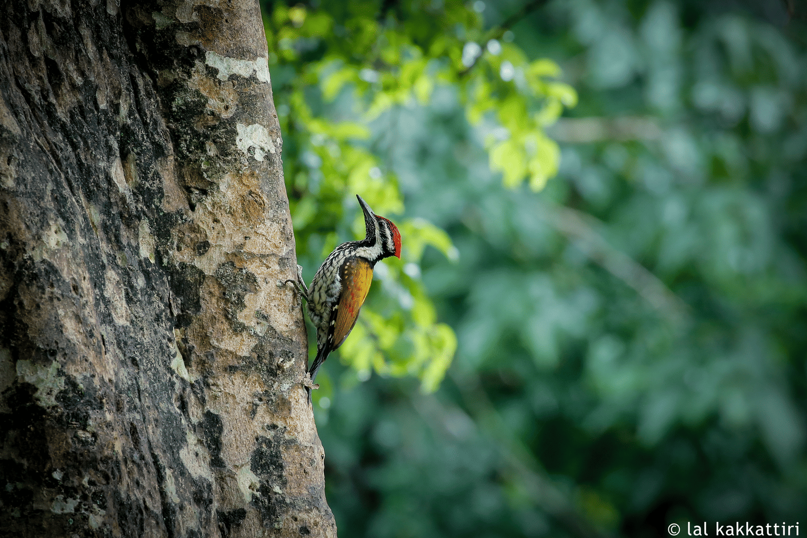 Lesser Golden Backed Woodpecker