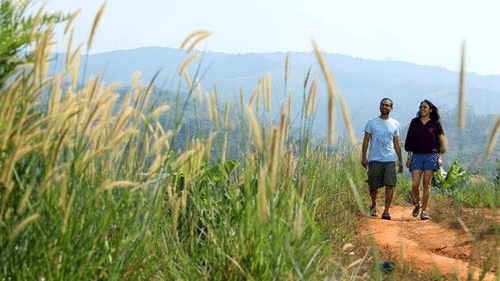A couple walking through greenery