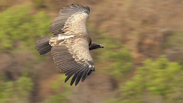 A picture featuring a Long-billed Vulture flying with a blurred background