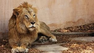Hotel Abhiraj Palace Jaipur Jaipur Jaipur Zoo