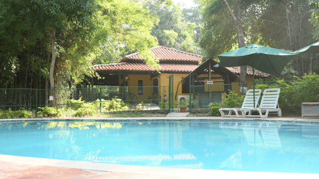 A swimming pool with surrounding deck, lounge chairs, umbrellas, and a cottage building in the background at Infinity Resorts Bandhavgarh.