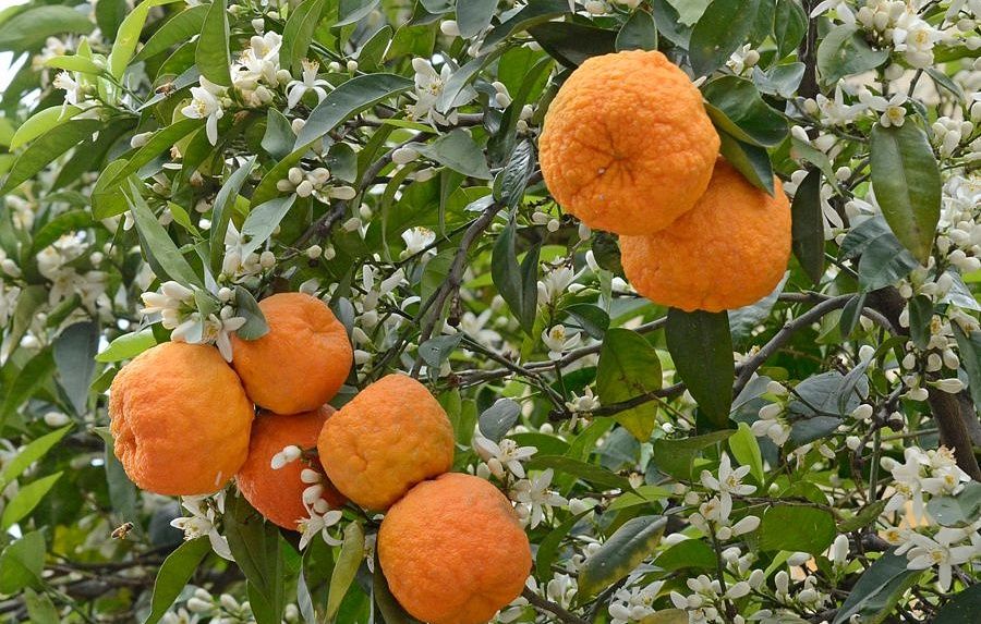 Bitter orange Wikimedia Commons