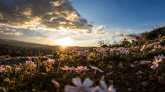 Wildflowers in focus with a sunlit valley and cloudy sky in the background