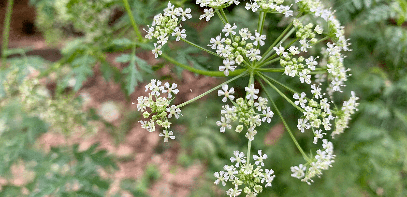 A cluster of small white flowers blooms atop a green stem with delicate, fern-like leaves - Brewery Gulch Inn & Spa.