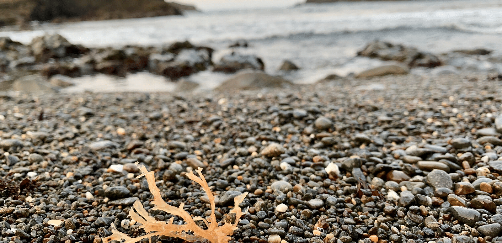 A small piece of orange seaweed lies on a pebbled beach with the ocean and rocky cliffs in the background.
