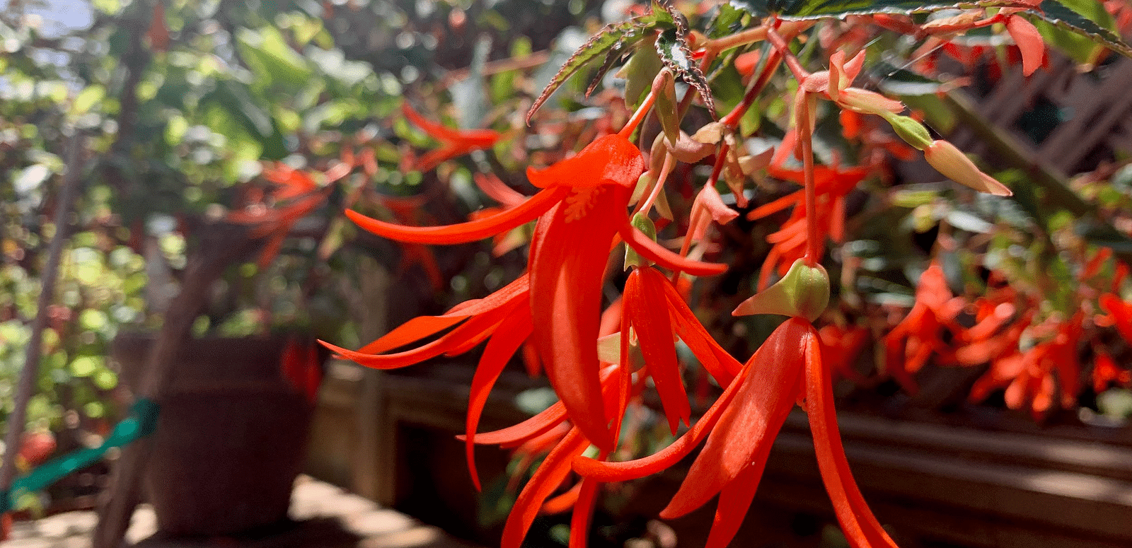 Close-up of Begonia flowers with elongated, pointed petals hanging from stems. 