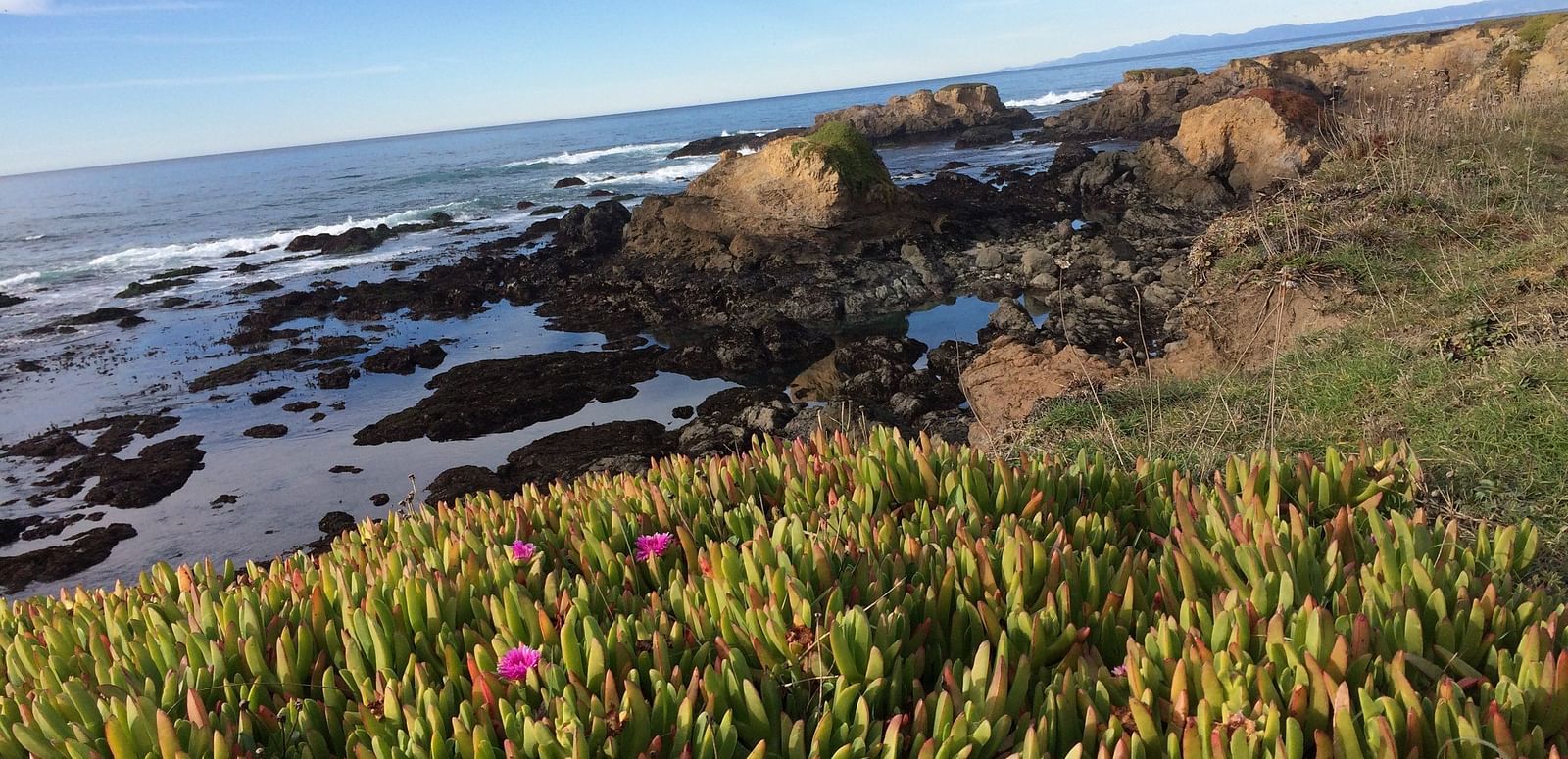 Succulent plants grow on a cliff overlooking a rocky shoreline and the ocean under a partly cloudy sky.