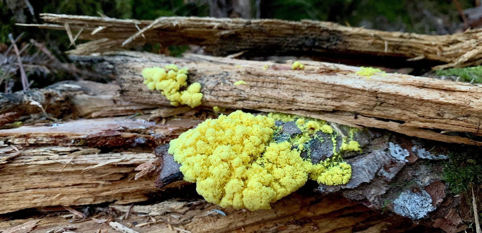 A cluster of bright yellow slime mold grows on a decaying log in a forest setting.