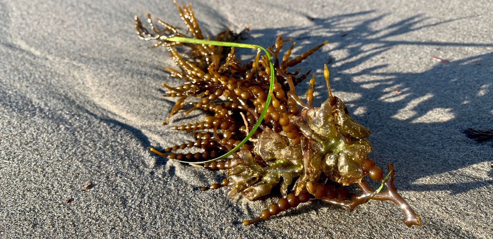 A close up image of a Seaweed on a beach