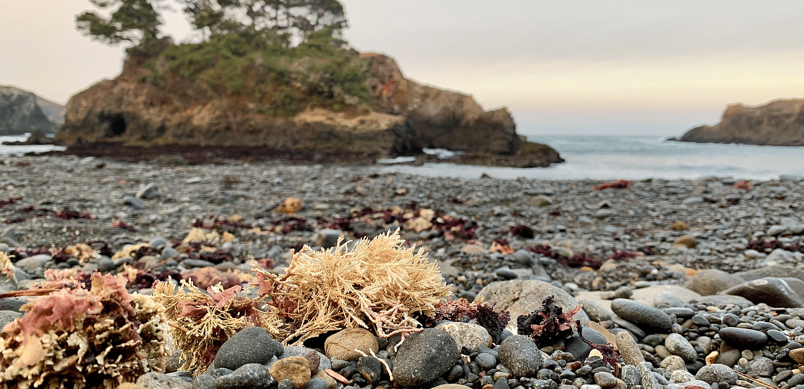 Seaweed clings to rocks on a pebbled beach, with a tree-topped island visible in the calm water.
