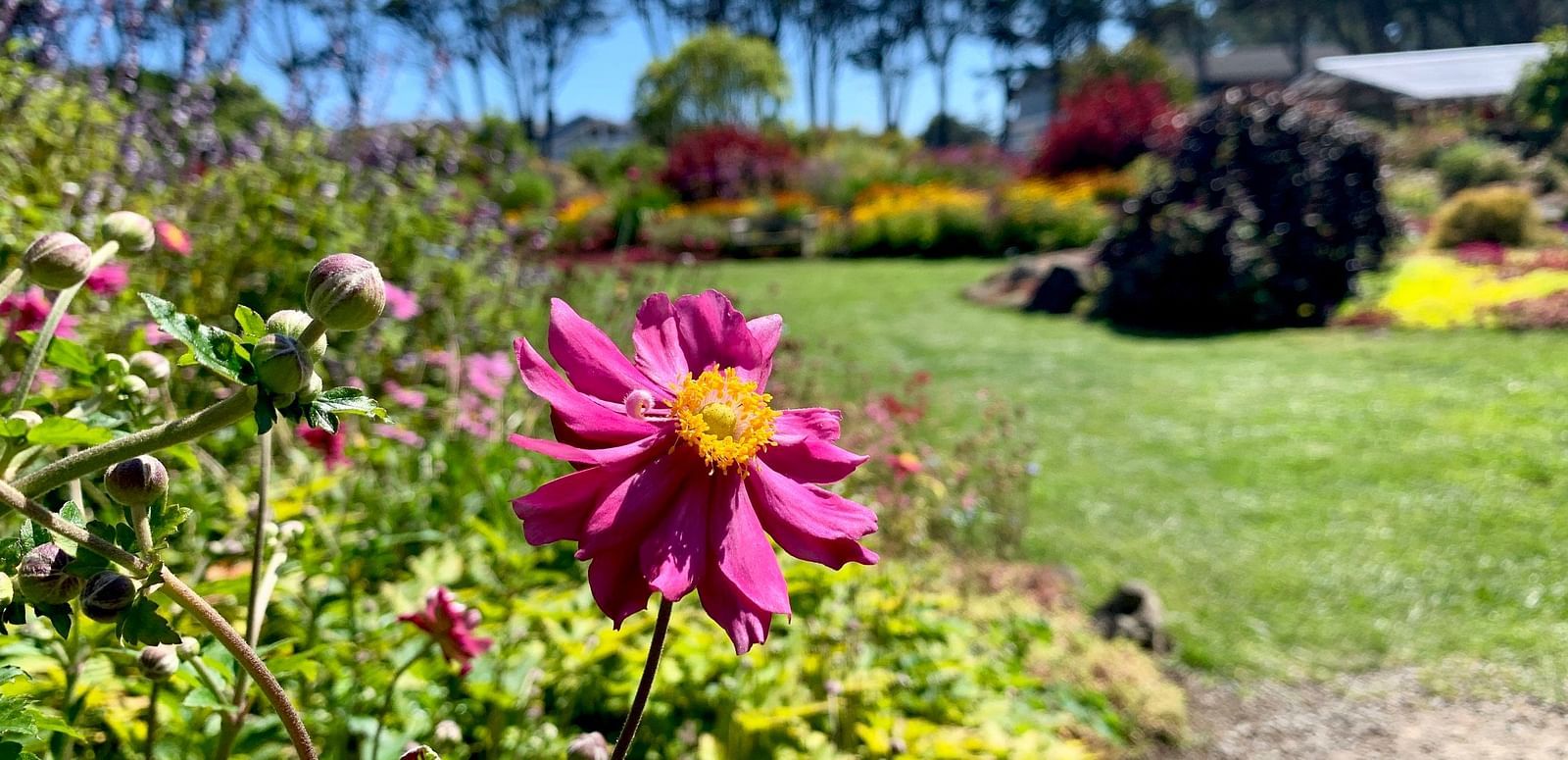 A single flower with prominent center stands in the foreground, with a garden path leading to a lush field of flowers and trees in the background.